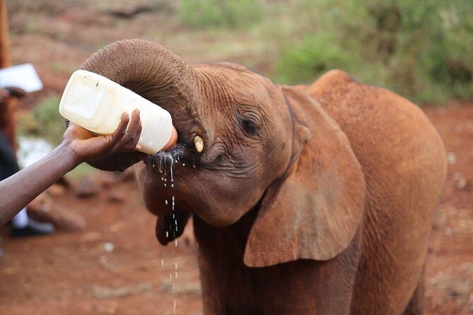 Giraffe Centre, Elephant Orphanage, National Museum & Beads Center - Practical Details and What It Means for You