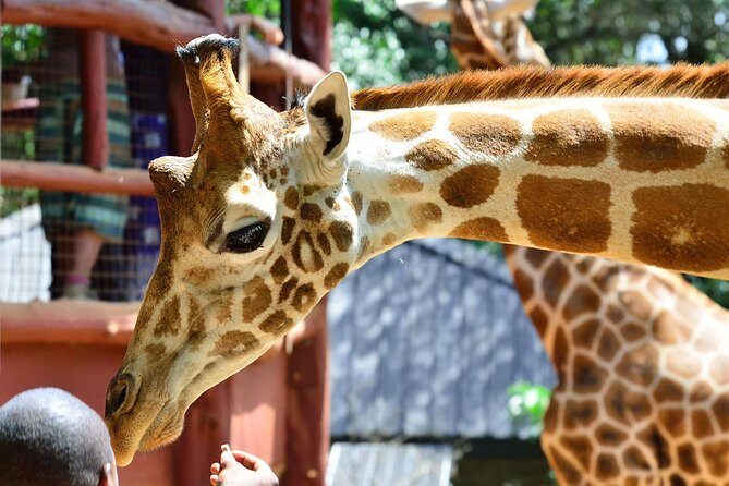 Giraffe Centre, Elephant Orphanage, National Museum & Beads Center - FAQ