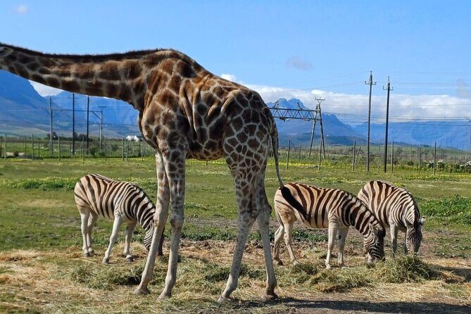 Giraffe Encounter and Cheetah Outreach with Wine Tasting - Key Points