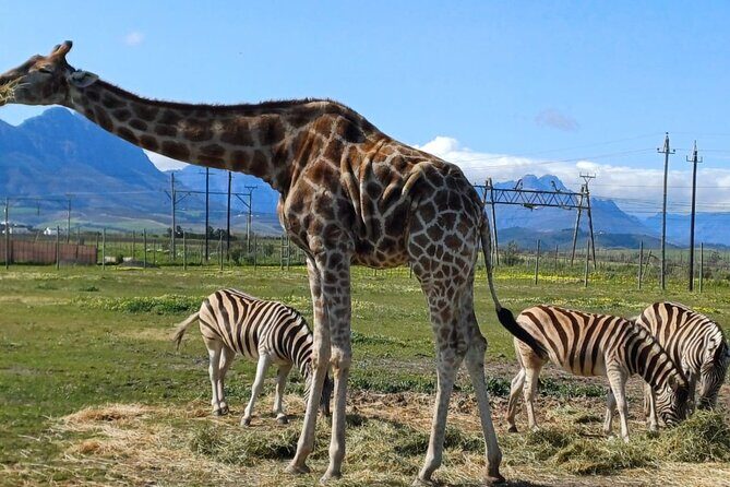 Giraffe Encounter and Cheetah Outreach with Wine Tasting - Who Is This Tour Best For?