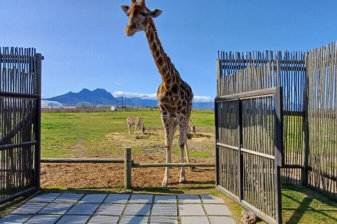 Giraffe Encounter and Cheetah Outreach with Wine Tasting - Final Thoughts