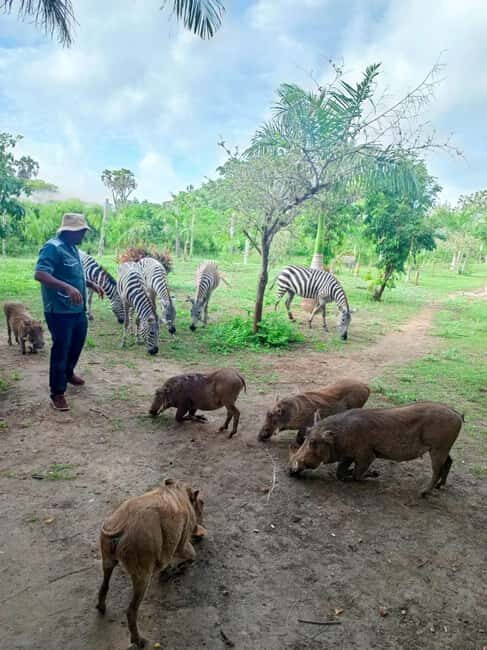 giraffe feeding - Key Points  