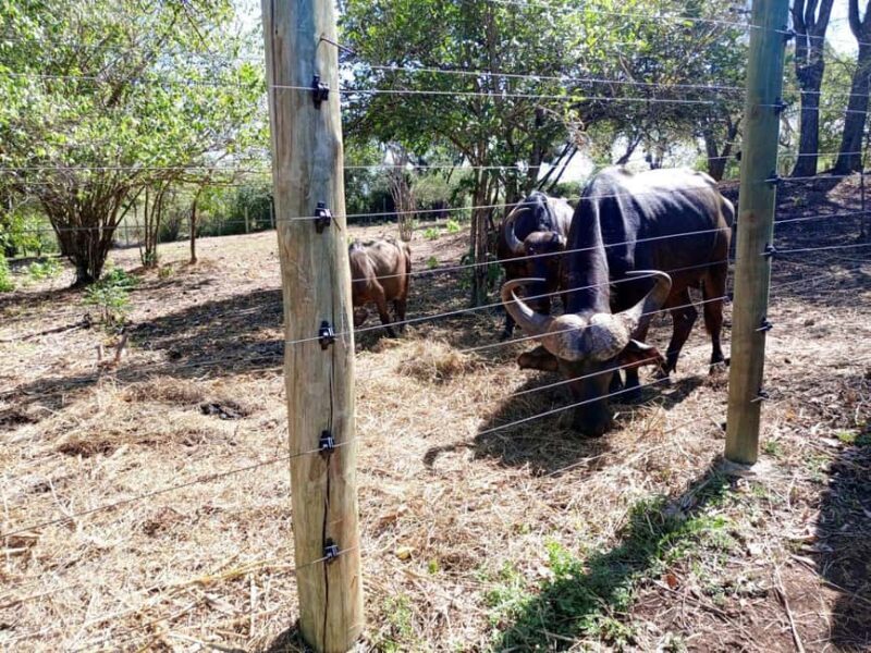 giraffe feeding - FAQ  