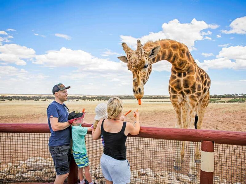 Giraffe Safari & a Day at Monarto Safari Park - An In-Depth Look at the Giraffe Safari Experience