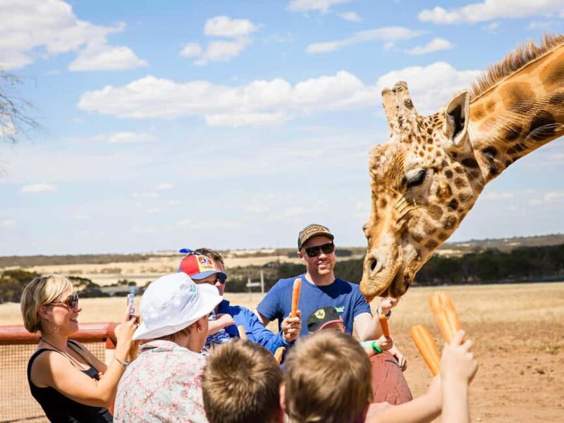 Giraffe Safari & a Day at Monarto Safari Park - Final Thoughts: Who Should Consider This Experience?