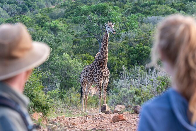 Giraffe Tracking 4x4 Safaris - Walking with Giraffes: An Intimate Encounter