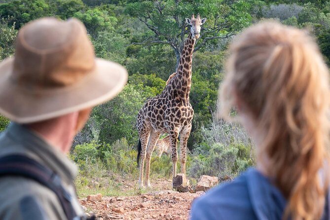 Giraffe Tracking 4x4 Safaris - Why This Tour Offers Great Value