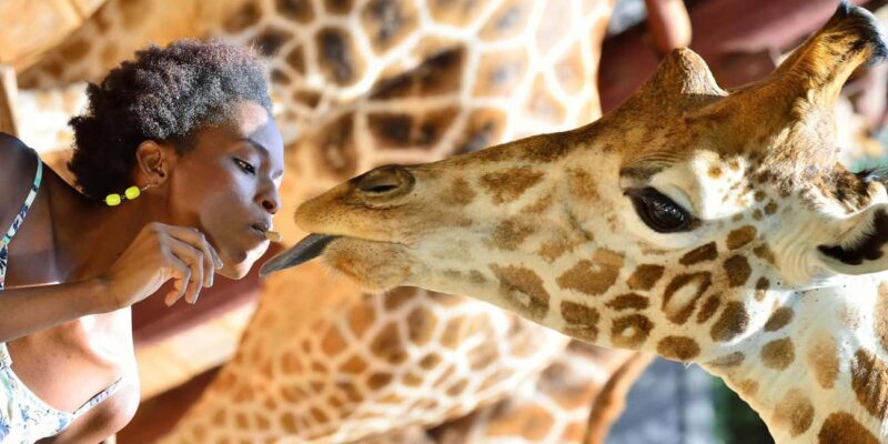 Giraffes, Elephant Orphanage, Beads, Bomas &Carnivore Dinner - Key Points