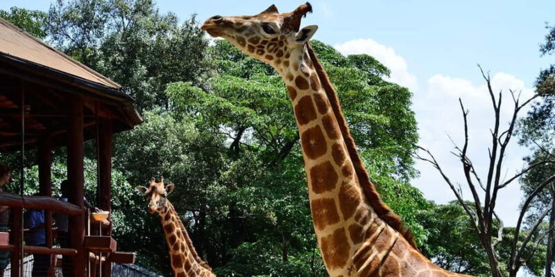 Giraffes, Elephant Orphanage, Beads, Bomas &Carnivore Dinner - Practical Details & Tips