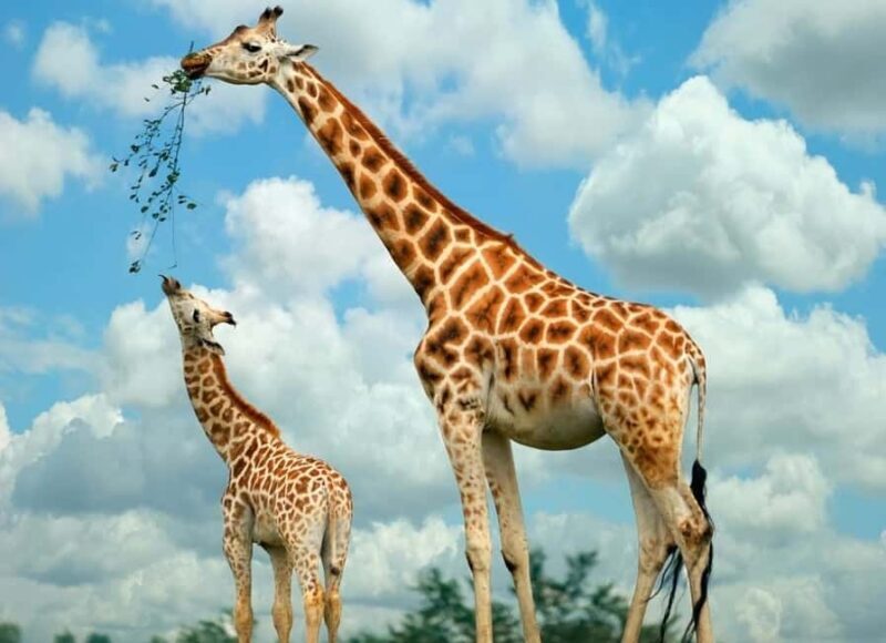 Giraffes, Elephant Orphanage, Beads, Bomas &Carnivore Dinner - Frequently Asked Questions