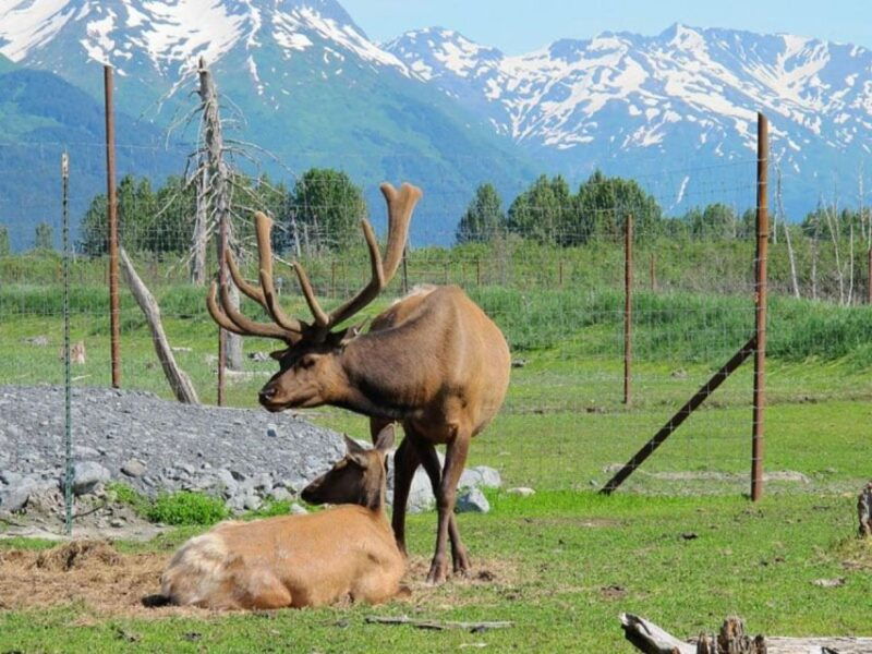 girdwood-bears-trains-icebergs-tour