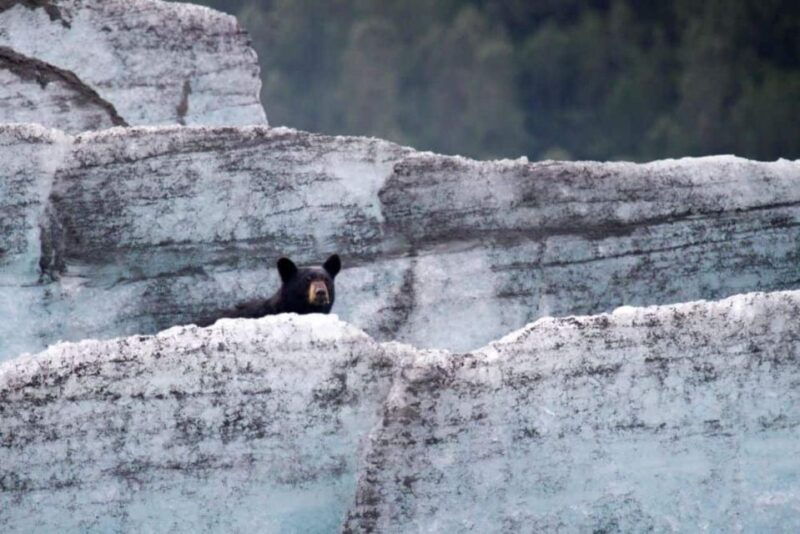 girdwood-bears-trains-icebergs-tour