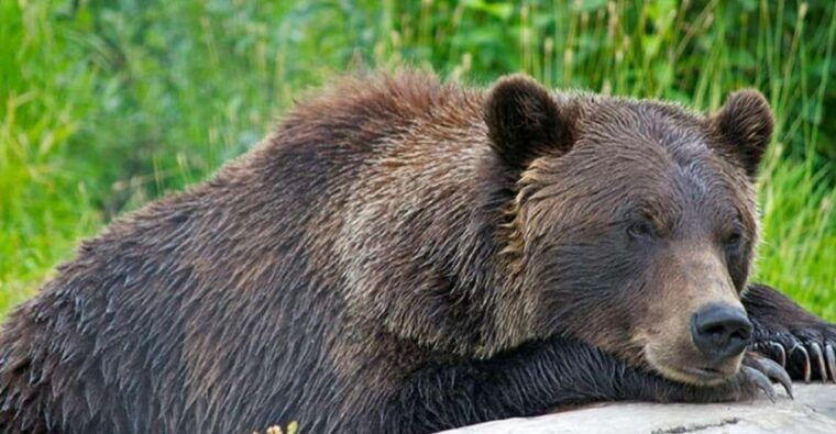 girdwood-bears-trains-icebergs-tour