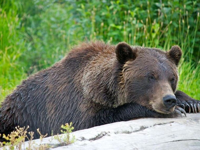 girdwood-bears-trains-icebergs-tour