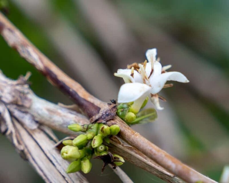 Gisenyi: Lake Kivu Half-Day Boat & Crop-to-Cup Coffee Tour - Gisenyi: Lake Kivu Half-Day Boat & Crop-to-Cup Coffee Tour
