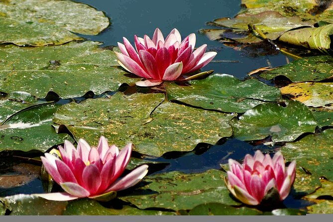 giverny-half-day-small-group-max-7-people-trip-from-paris