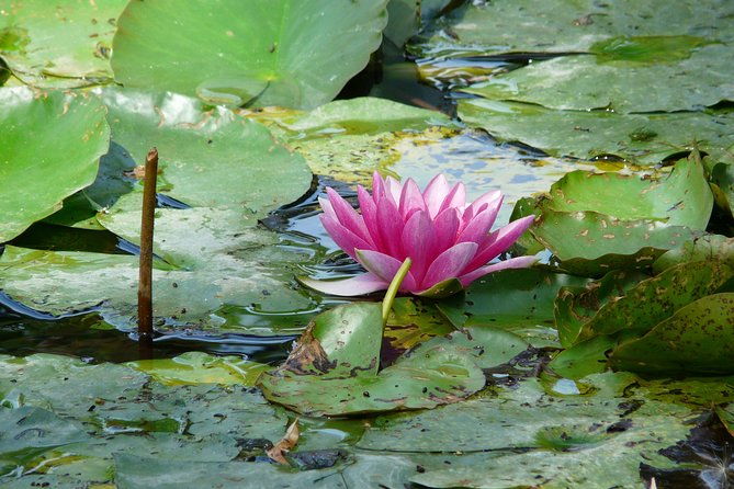 giverny-monets-house-audio-guided-half-day-tour-from-paris