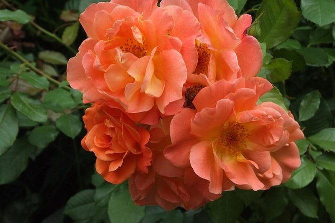 giverny-monets-house-gardens-small-group-tour-hotel-pick-up