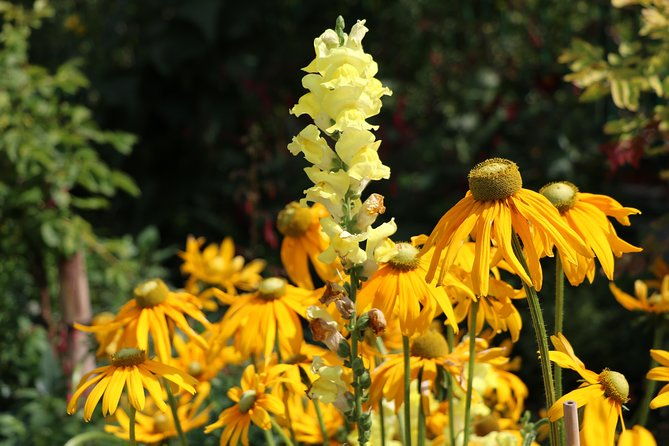 giverny-private-half-day-trip-including-claude-monet-gardens-house-from-paris