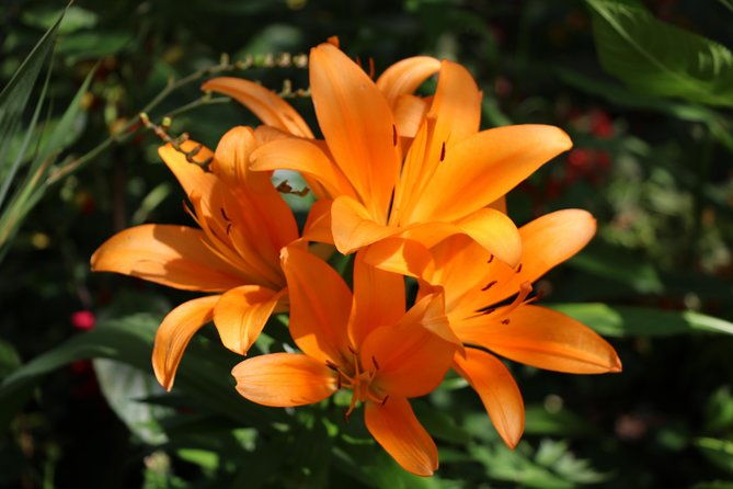 giverny-private-half-day-trip-including-claude-monet-gardens-house-from-paris