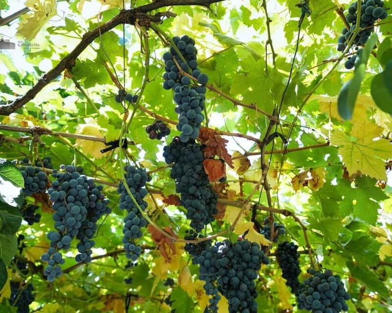 Gjirokaster: Vineyard, Wine Tasting & Farm-to-Table Dining - Gjirokaster: Vineyard, Wine Tasting & Farm-to-Table Dining