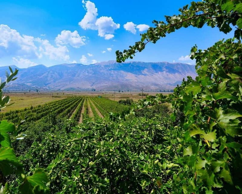 Gjirokaster: Vineyard, Wine Tasting & Farm-to-Table Dining - Practical Details and Tips
