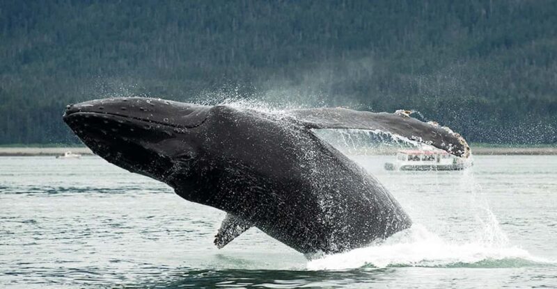 Glacier Bay: High Speed Catamaran Glacier & Wildlife Tour - Final Thoughts: Is This Tour Worth It?