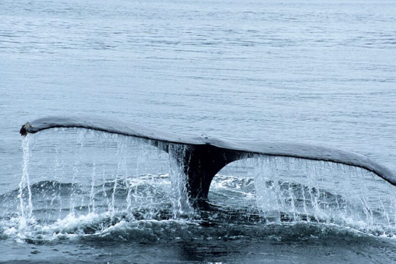 Glacier Bay: High Speed Catamaran Glacier & Wildlife Tour - FAQ