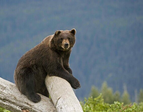 Glacier View & Wildlife Anchorage Adventure Tour - Why This Tour Stands Out