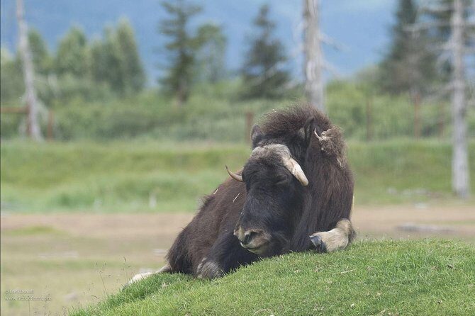 Glaciers and Wildlife: Super Scenic Day Tour from Anchorage - The Sum Up