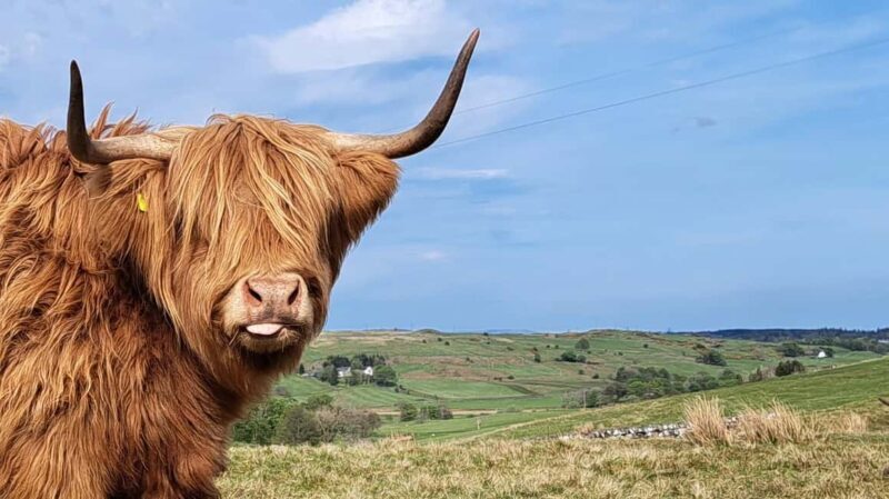 Glasgow: Highland Cow Trailer Tour with home baking - What to Expect from the Highland Cow Trailer Tour