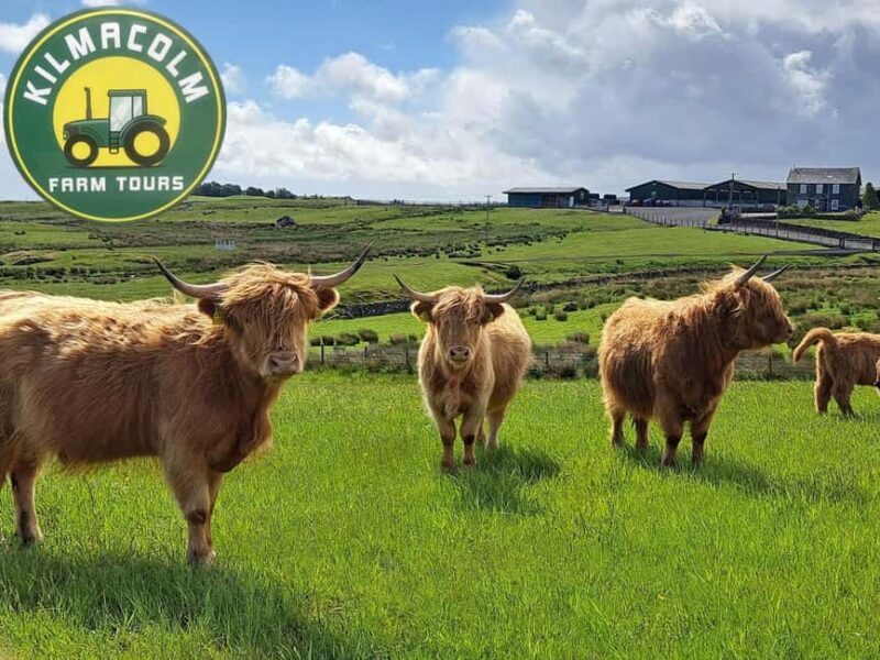 Glasgow: Highland Cow Trailer Tour with home baking - Authentic Experiences and Authentic Guides