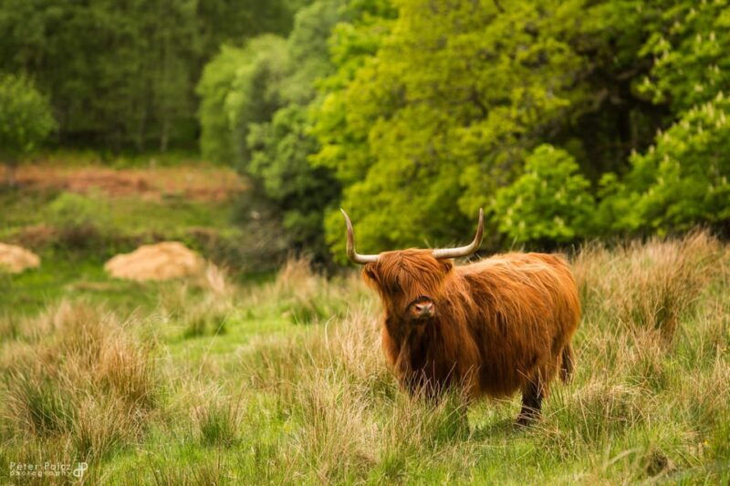 glasgow-loch-ness-glen-coe-hairy-coos-the-highlands