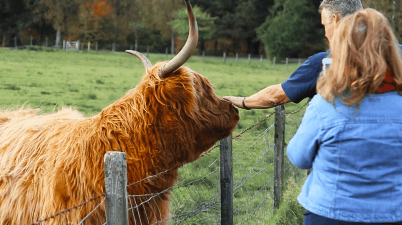 glasgow-loch-ness-glen-coe-hairy-coos-the-highlands