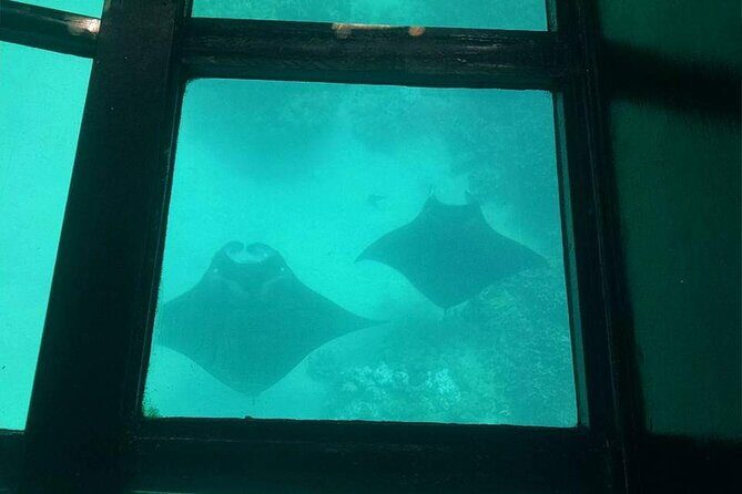 Glass-Bottom Boat Cruise from Waikoloa - FAQs