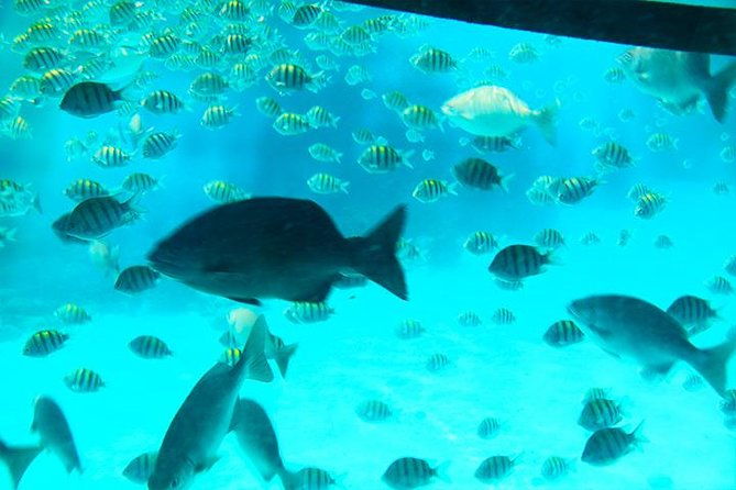 glass-bottom-boat-sloth-monkey-park-chocolate-factory-west-bay-beach