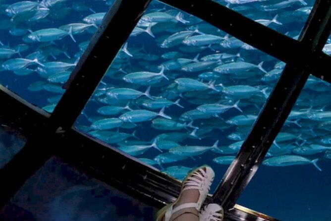 glass-bottom-boat-water-activity-in-montego-bay-jamaica