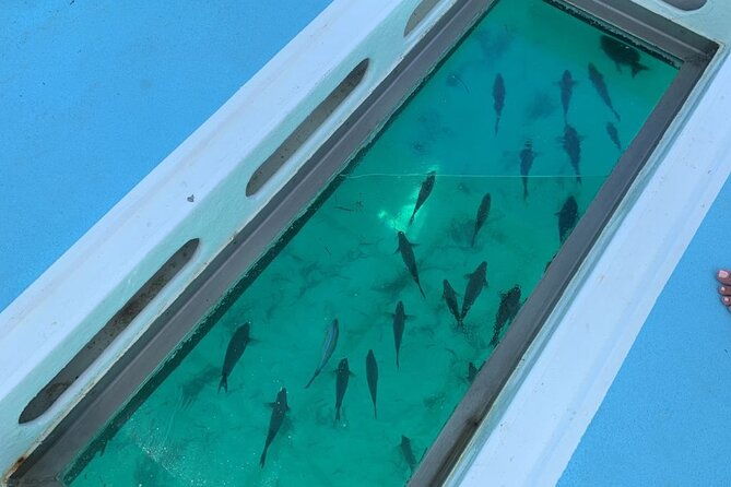 glassbottom-catamaran-with-slide