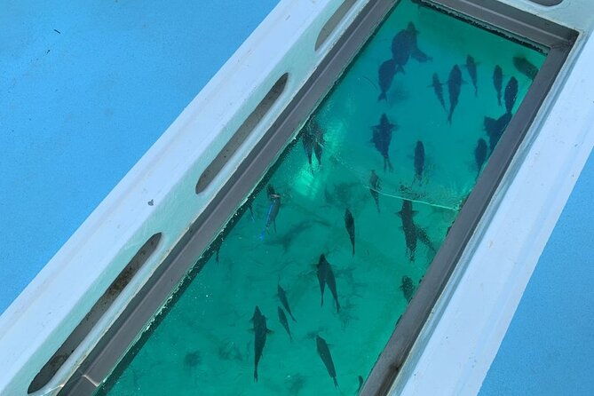 glassbottom-catamaran-with-slide