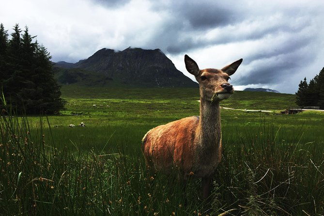 glencoe-highlands-private-land-rover-tour