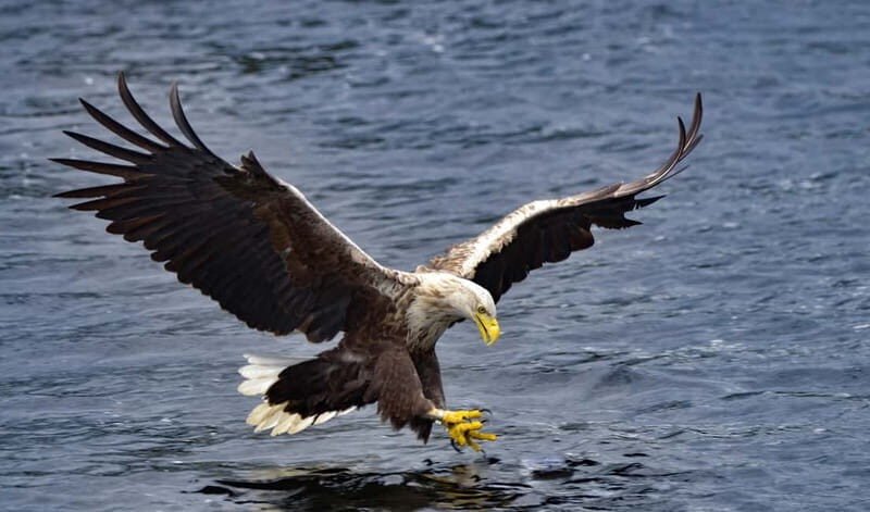 Glenfinnan: Cruise on Loch Shiel Glenfinnan to Gaskan area - The Itinerary: Step-by-Step