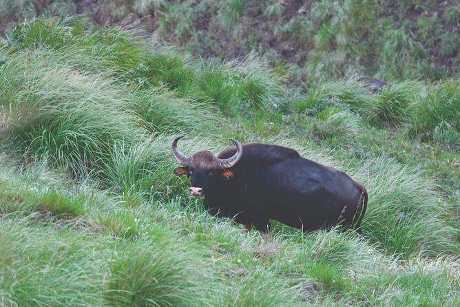 Glimpses of Kerala in 6 days Private Tour with Sanguine Holidays - Transport, Accommodation, and Meals: What’s the Practicality?