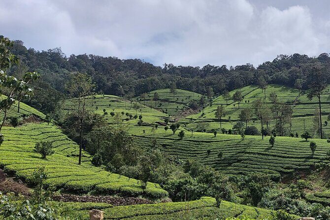 Glimpses of Kerala in 6 days Private Tour with Sanguine Holidays - Final Thoughts