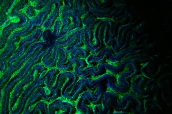 glow-night-diving