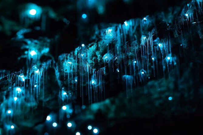 Glow-worms, Waterfalls & Rainforest Experience - Exploring the Itinerary in Detail