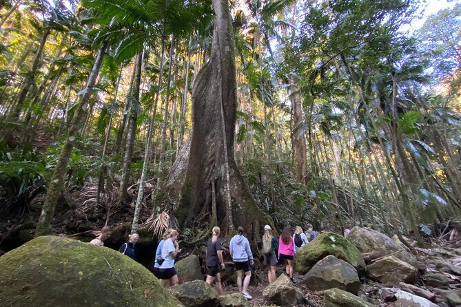 Glow-worms, Waterfalls & Rainforest Experience - What Reviewers Loved Most