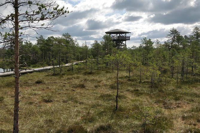 Go North  Private 1 Day Trip to Estonian Nature - An In-Depth Look at the Itinerary