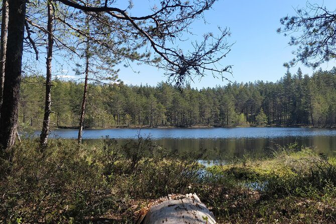 Go North  Private 1 Day Trip to Estonian Nature - The Sum Up