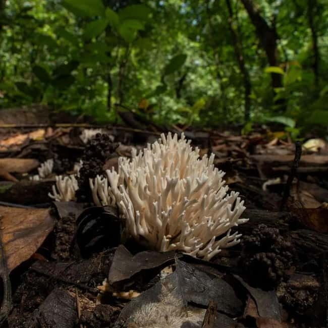 Goa: Bioluminescent Forest Night Trail with Guide - Key Points