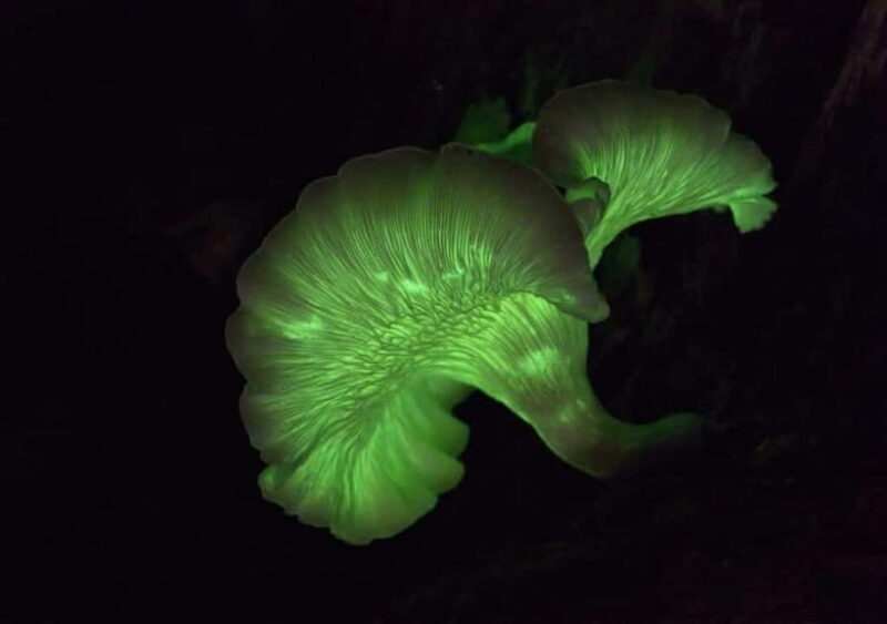 Goa: Bioluminescent Forest Night Trail with Guide - An In-Depth Look at the Goa Bioluminescent Forest Night Trail